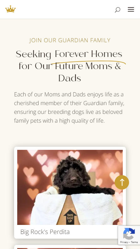 Big Rock Labradoodles mobile screenshot of seeking guardian family section