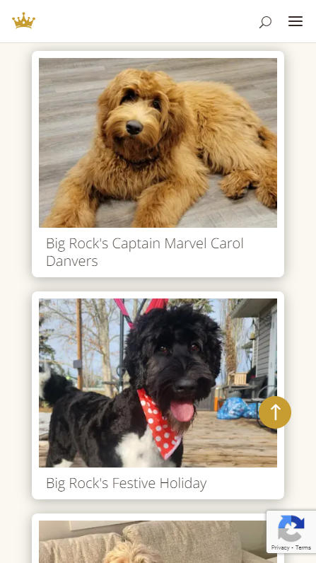 Big Rock Labradoodles mobile screenshot of breeding dogs