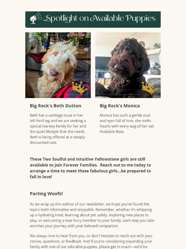 Big Rock Labradoodles - newsletter screenshot - Spotlight on Available Puppies